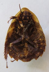 Blaberus discoidalis