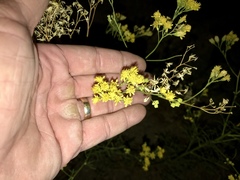 Hymenothrix wislizeni