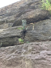 Pellaea atropurpurea