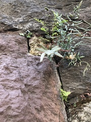 Pellaea atropurpurea