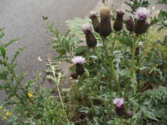 Cirsium arvense