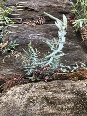 Pellaea atropurpurea