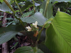 Goeppertia macrosepala