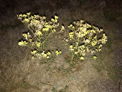 Hymenothrix wislizeni