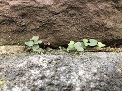 Pellaea atropurpurea