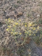 Hymenothrix wislizeni