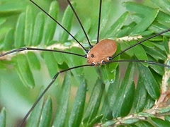 Leiobunum aldrichi