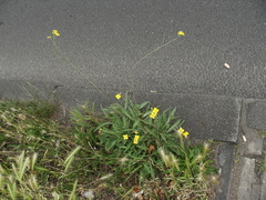 Diplotaxis tenuifolia