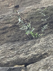 Pellaea atropurpurea