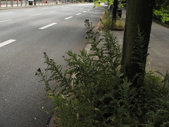 Cirsium arvense