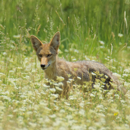 iNaturalist observation photo of Coyote