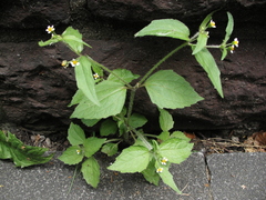 Galinsoga quadriradiata