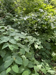 Reynoutria × bohemica