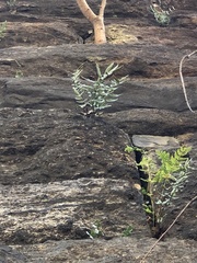 Pellaea atropurpurea