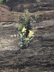 Pellaea atropurpurea