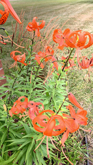 Lilium lancifolium