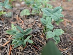 Trifolium brandegeei