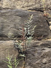 Pellaea atropurpurea