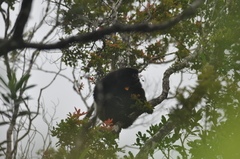 Propithecus edwardsi