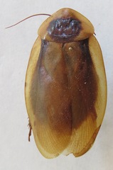 Blaberus discoidalis