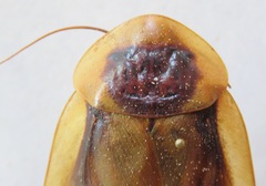 Blaberus discoidalis