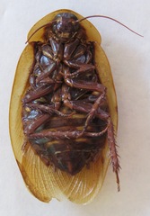 Blaberus discoidalis