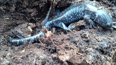 Ambystoma 'unisexual complex'