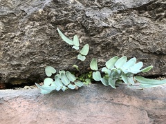 Pellaea atropurpurea