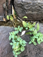 Parietaria pensylvanica