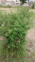 Mimosa dysocarpa