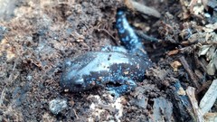 Ambystoma 'unisexual complex'