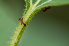 Myrmica rubra