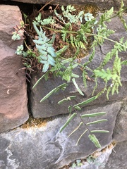 Pellaea atropurpurea