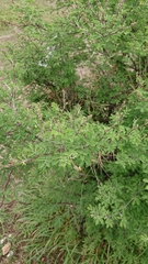 Mimosa dysocarpa