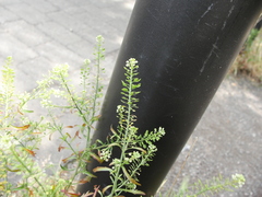 Lepidium virginicum