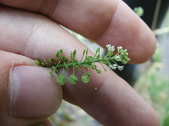 Lepidium virginicum