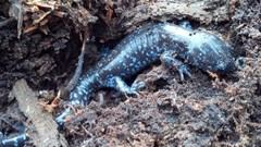 Ambystoma 'unisexual complex'
