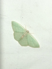 Nemoria rubrifrontaria