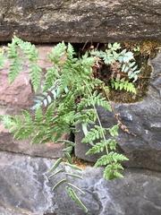 Woodsia obtusa
