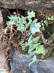 Pellaea atropurpurea