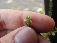 Lepidium virginicum