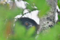 Propithecus edwardsi