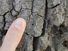 Agrilus auroguttatus