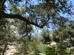 Agrilus auroguttatus