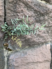 Pellaea atropurpurea