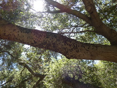 Agrilus auroguttatus