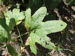 Alcea rosea