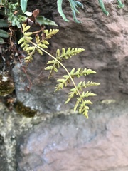 Woodsia obtusa