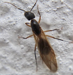 Camponotus