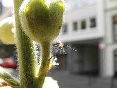 Alcea rosea